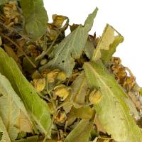 Липа резанная_1