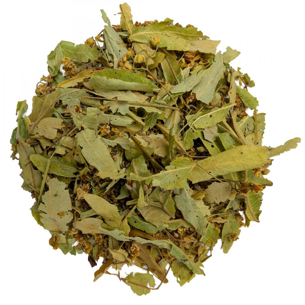 Липа резанная