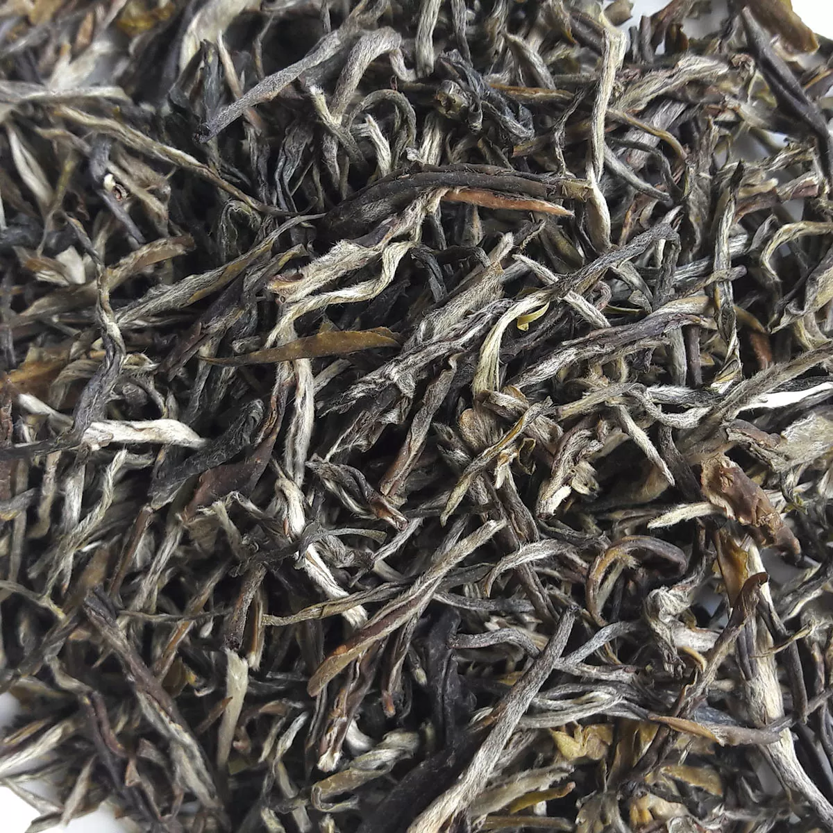 Зеленый чай Инь Чжень (Серебряные иглы)